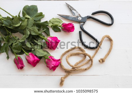 pink rose  with scissors for prepare florists on background white