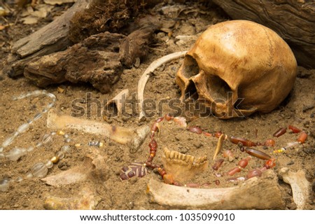 The remains of ancient civilizations buried with bodies buried with skulls and skeletons. Indicates The culture of that era.
