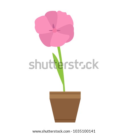 Cute flower on a pot