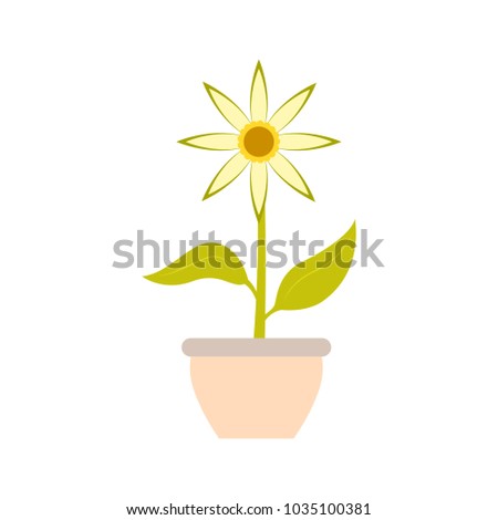 Cute flower on a pot