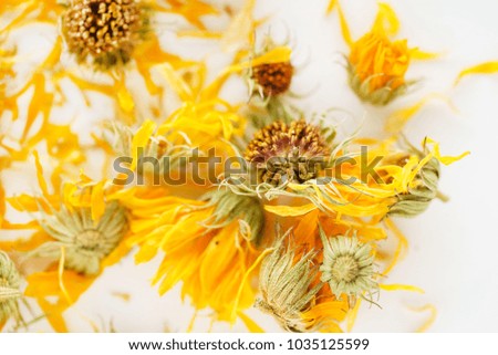 calendula flowers closeup