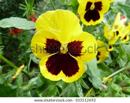 Viola tricolor flower
