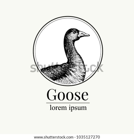 Vector hand drawn goose illustration. Retro engraving style. Sketch farm animal drawing. Duck logo template.