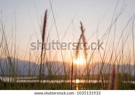 flower of grass are blooming season. the background scenery prairie at sunset concept 