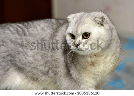 Scottish Fold cat, color silver