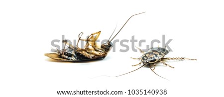 Two insects curled upside down.cockroaches tip over, legs cockroach