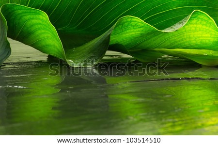 abstract leaf background over wet reflection