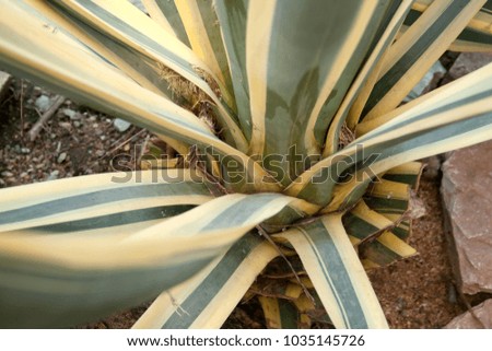 Photo cactus plant. 