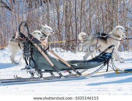 traditional wood sled with blue blanket is ready to be harnessed with dogs