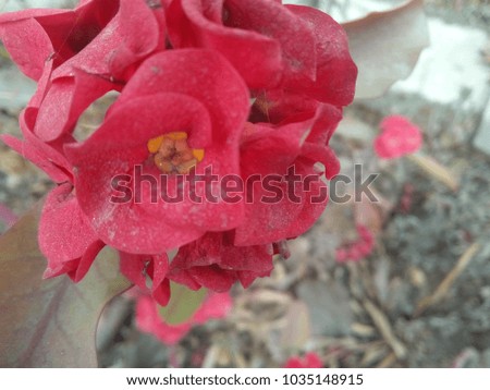 This image is type of flower