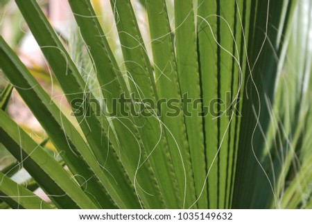 a leaf of a palm tree close up