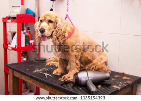 dog cocker spaniel in the dog hairdresser