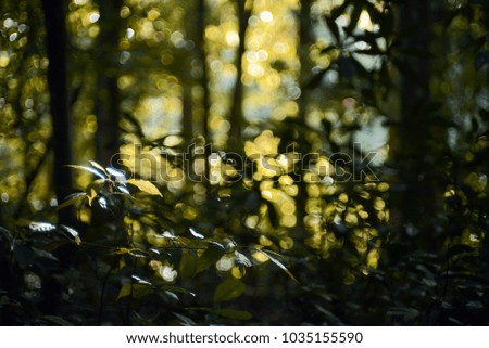 Green nature background abstract
