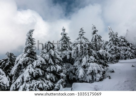 Ice trees on the mountain