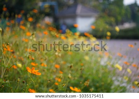 Cosmos flowers on Background blur