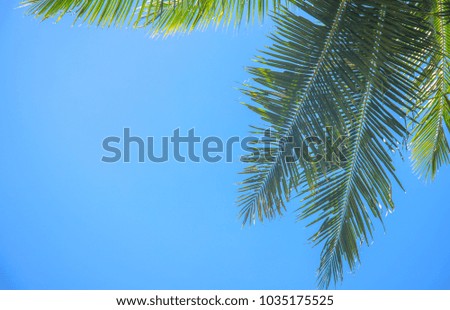 Palm branch and blue sky. Green tropical leaf on blue background. Coco palm tree on sky. Green palm leaf border. Coco palm tree view from ground. Tropical garden banner template with text place