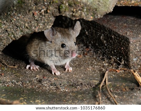 Mouse in hiding looking for food in urban house garden. Royalty-Free Stock Photo #1035176860