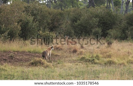 Hyena overlooking impala