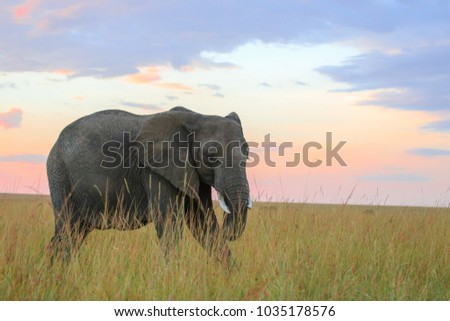 Elephants at sunrise