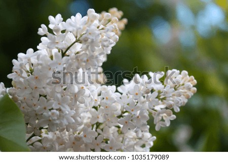 White Bush on a natural background. Macro - image of the lilac spring flowers.