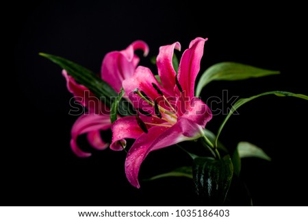 
A beautiful colorful lily