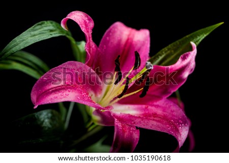 
Lily on a black background