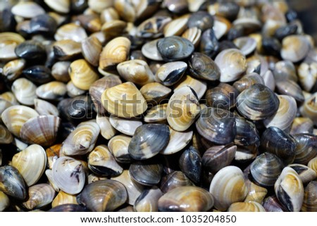 Fresh raw Surf clams on market stall