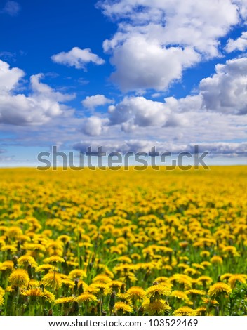 Summer landscape with dandelions on green meadow