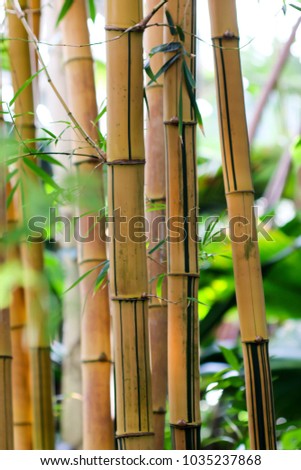 tropical plants in the botanical garden, selective focus, bokeh