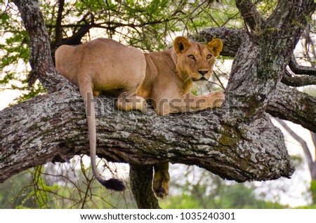Lion resting on a tree branch at Tarangire National Park, Tanzania Royalty-Free Stock Photo #1035240301