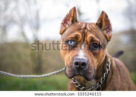 Beautiful american pitbull terrier female outside. Strong terrier dog.