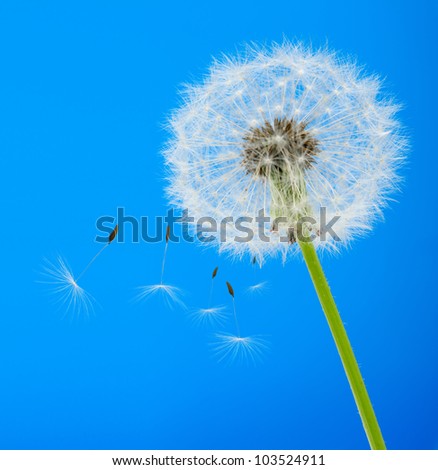 Dandelion on a blue background. Detailed picture of a flower