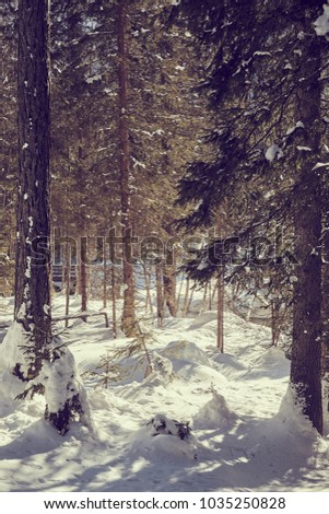 winter mountain forest with trees landscape with snow