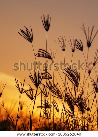 Grass flowers with beautiful sunshine in the morning. Beautiful for fitness.