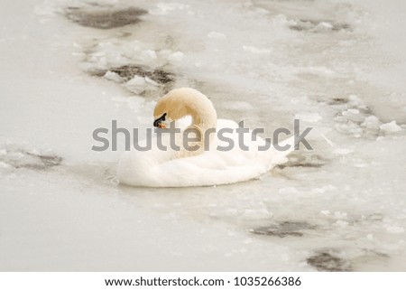 Swan in the frozen lake 