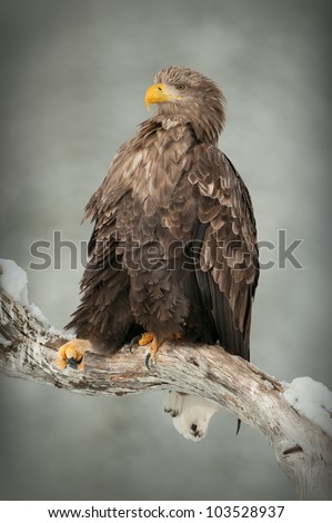A male White-tailed eagle relaxing on a snow-covered limb of a dead pine tree in the Smalielva region of Flatanger in Norway.