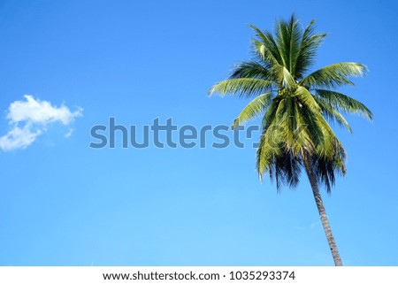 Coconut palm tree with blue sky background. Summer background. Vacation.