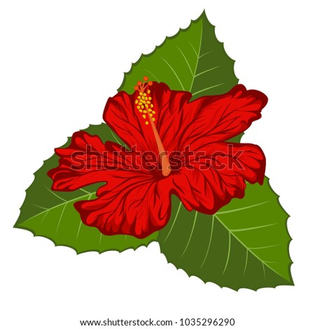 Red hibiscus with green leaves.