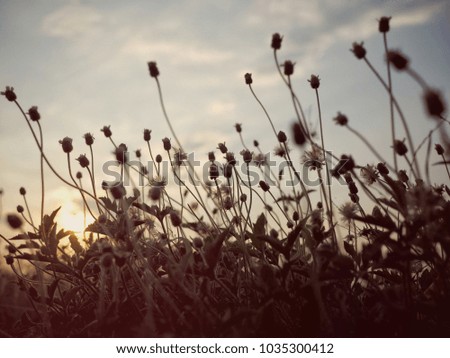 silhouette of tridax daisy, evening sunlight is on the background