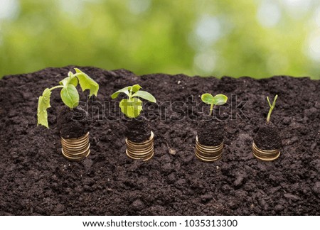 Golden coins in soil with young plant on a green background. Money growth concept