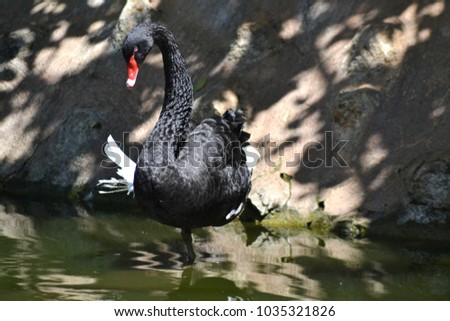 Beautiful black swan on a pond standing on one leg. Cygnus atratus.