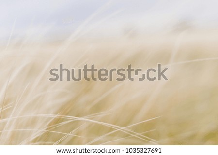small white spikelets in the open field