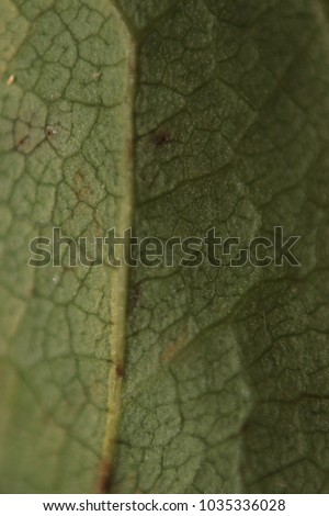 Leaf rose structure shoot with macro photography and can see detail