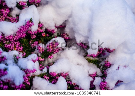 A beautiful purple and pink flower covered by snow in Paris, France, during winter before spring season. The flower started blooming in an extreme temperature. It grows in the park or garden.
