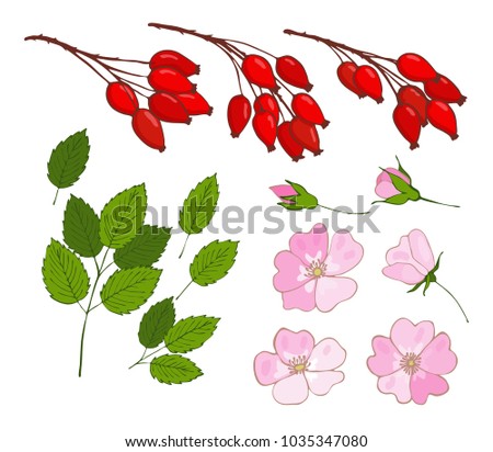 a set of dog-rose. set of isolated berries, flowers and leaves rosa canina Royalty-Free Stock Photo #1035347080