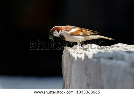 Image of sparrow on the floor. bird. Animal.