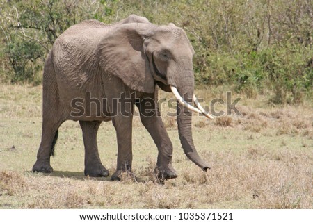 african elephant crossing grasslands 