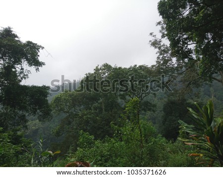 unspoiled forest where fairy free live. Fantasy jungle in a mysterious hills. Beautiful unspoiled forest