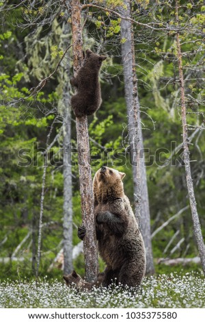 She-bear is standing near a tree, and her cubs are on a tree. Summer. Finland.