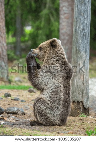 Young bear is siting on the ground in the forest and eats fish. Summer. Finland